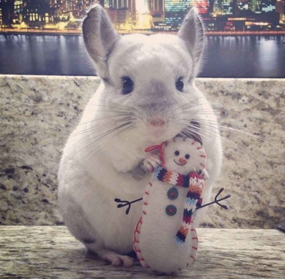 Самая милая шиншилла