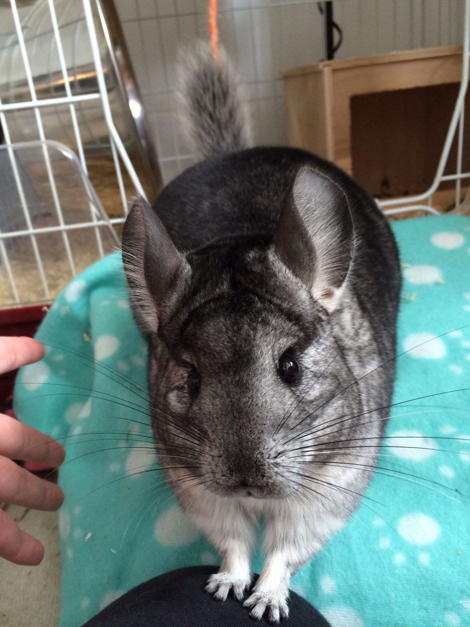 Шиншилла питомец