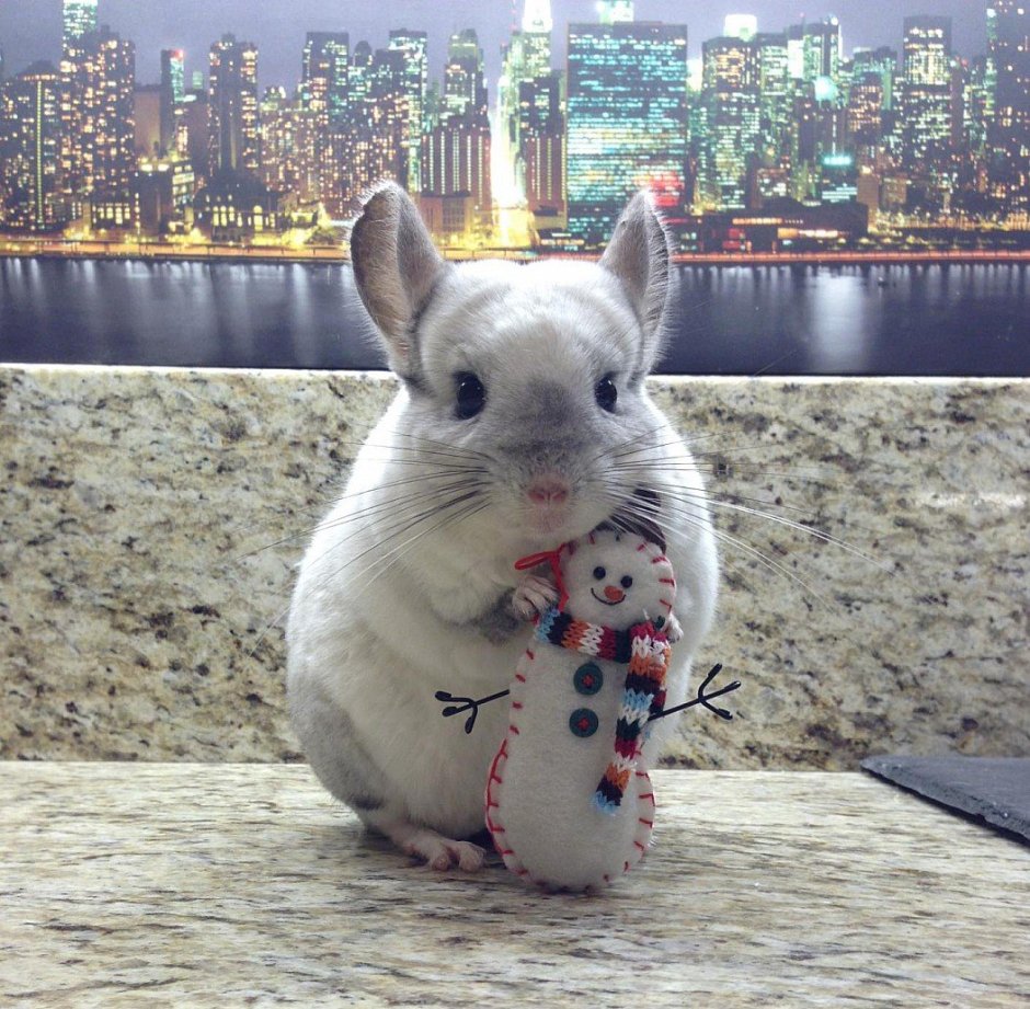 Самые милые шиншиллы