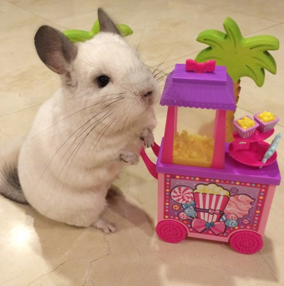 Шиншилла БУБУ