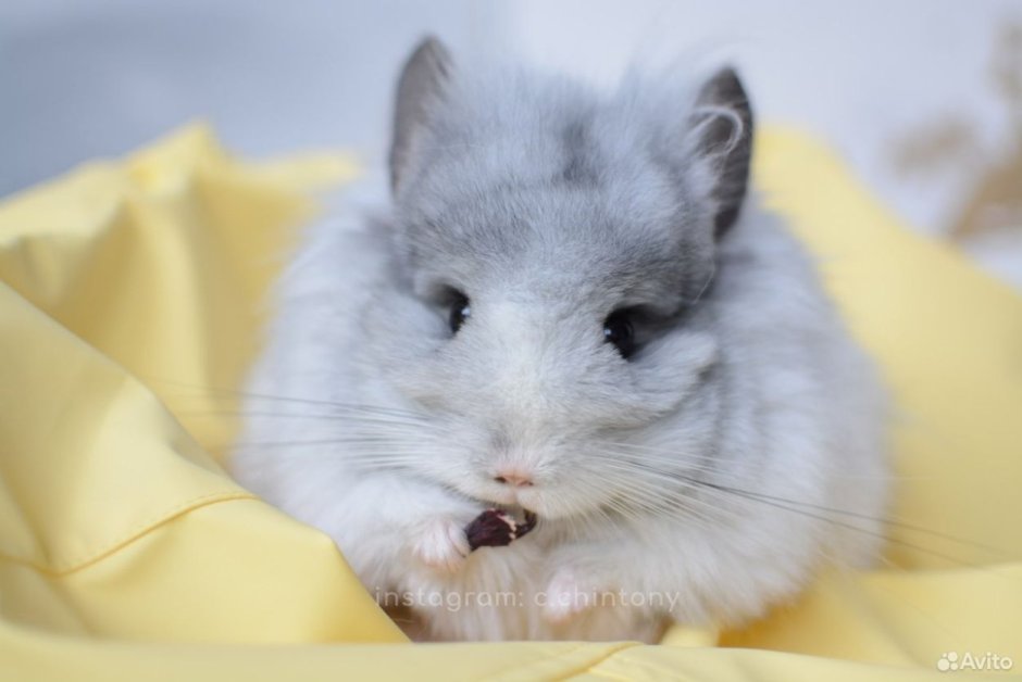 Милые шиншиллы в красивых стаканах