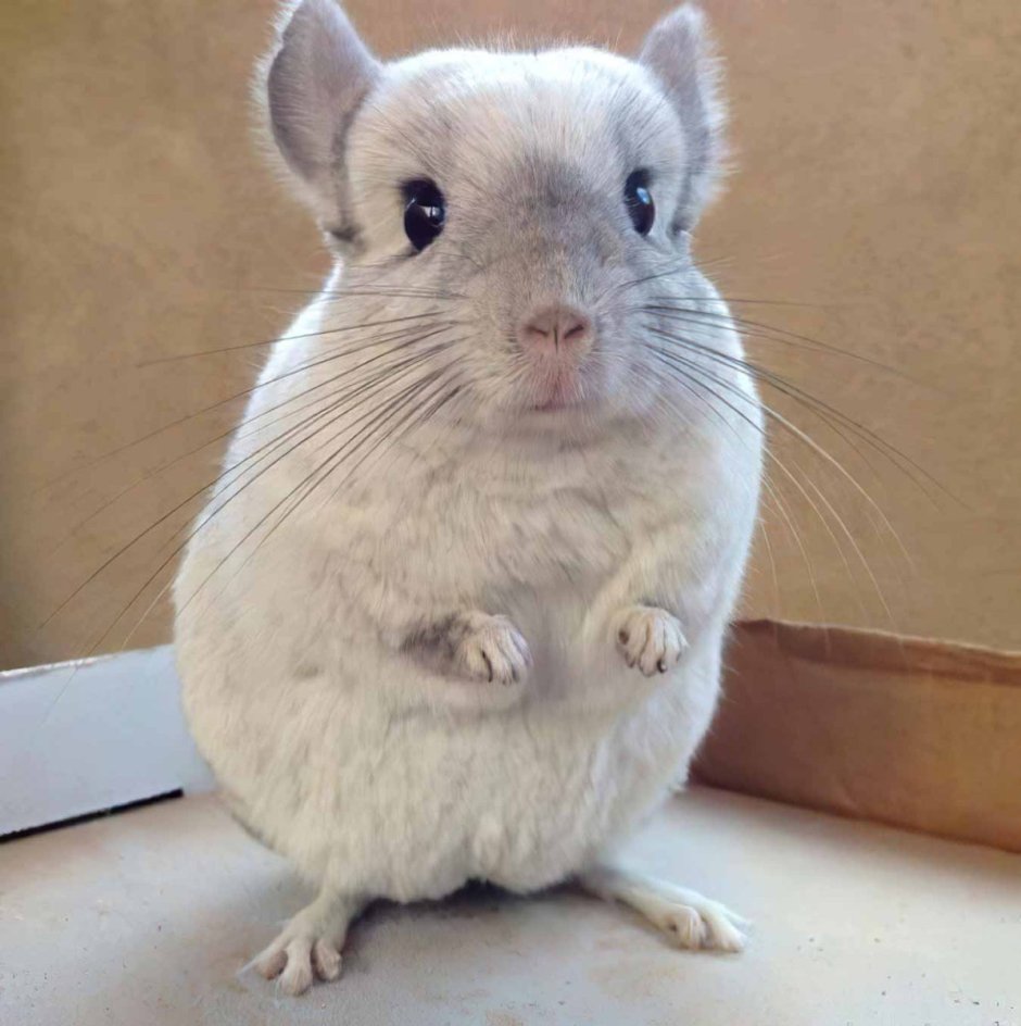 Прикольные шиншиллы