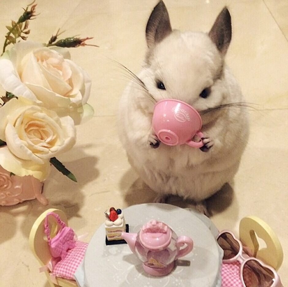 Доброе утро шиншилла