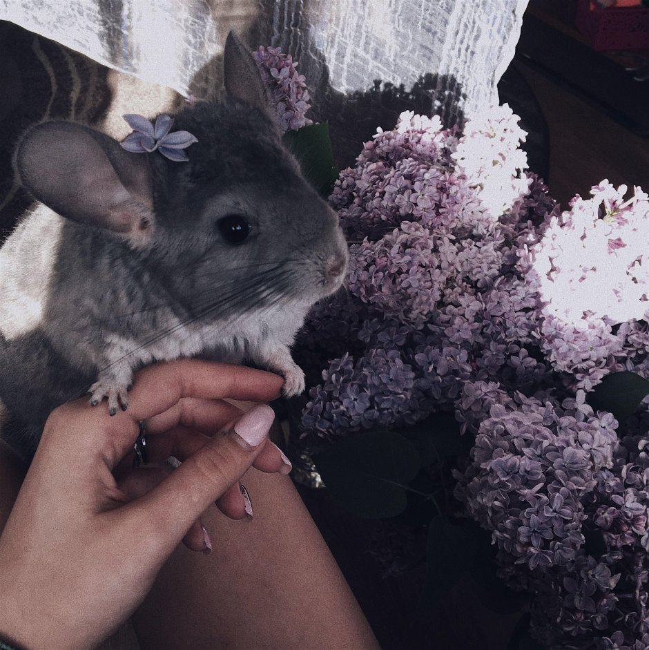 Шиншилла Эстетика