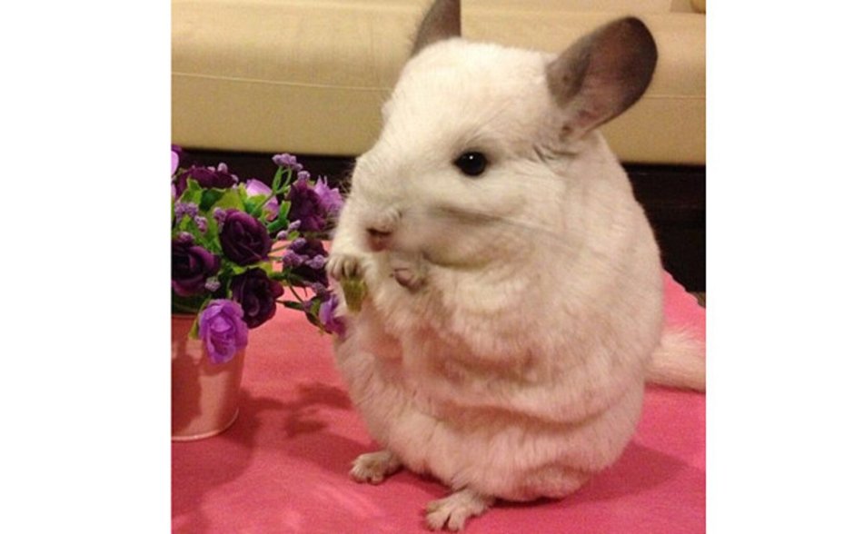 Шиншилла милашка