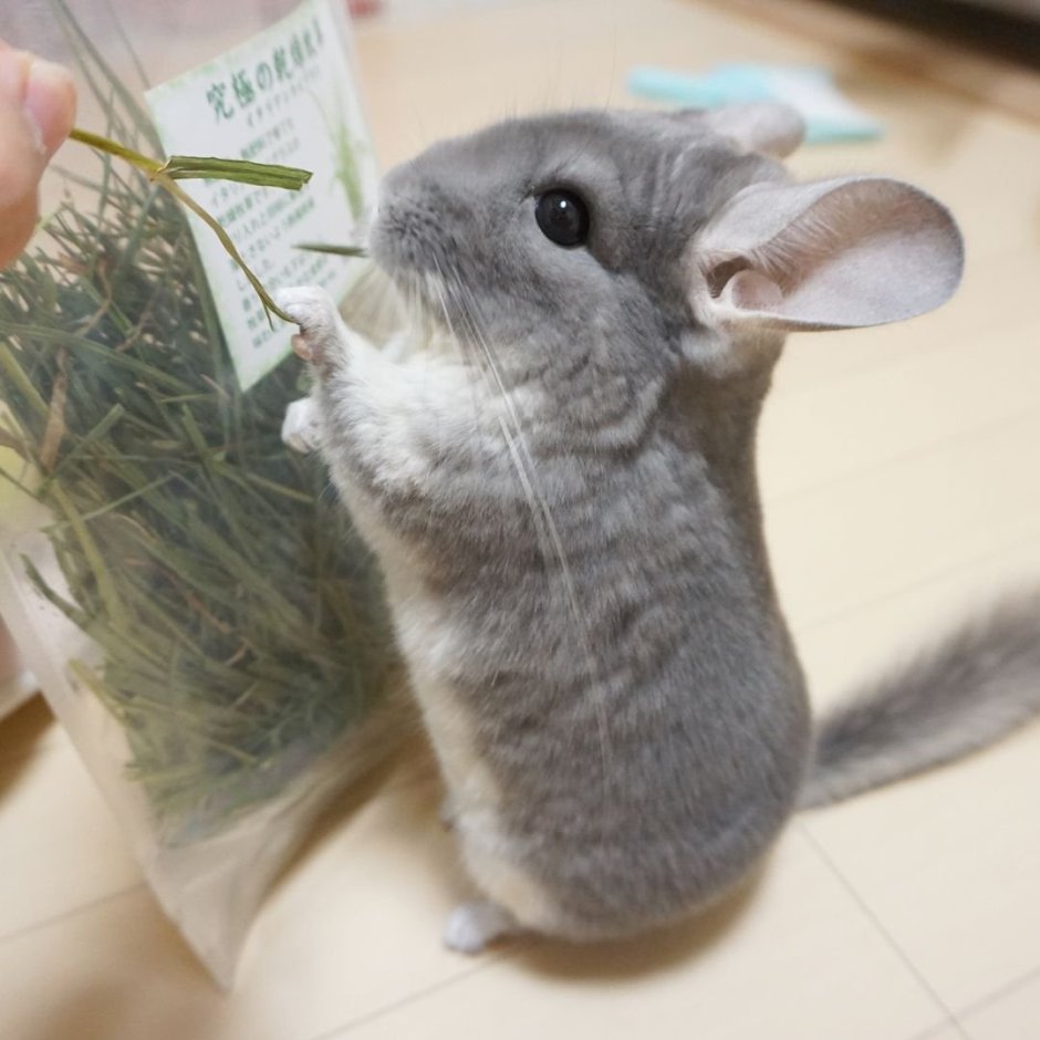 Коала и шиншилла