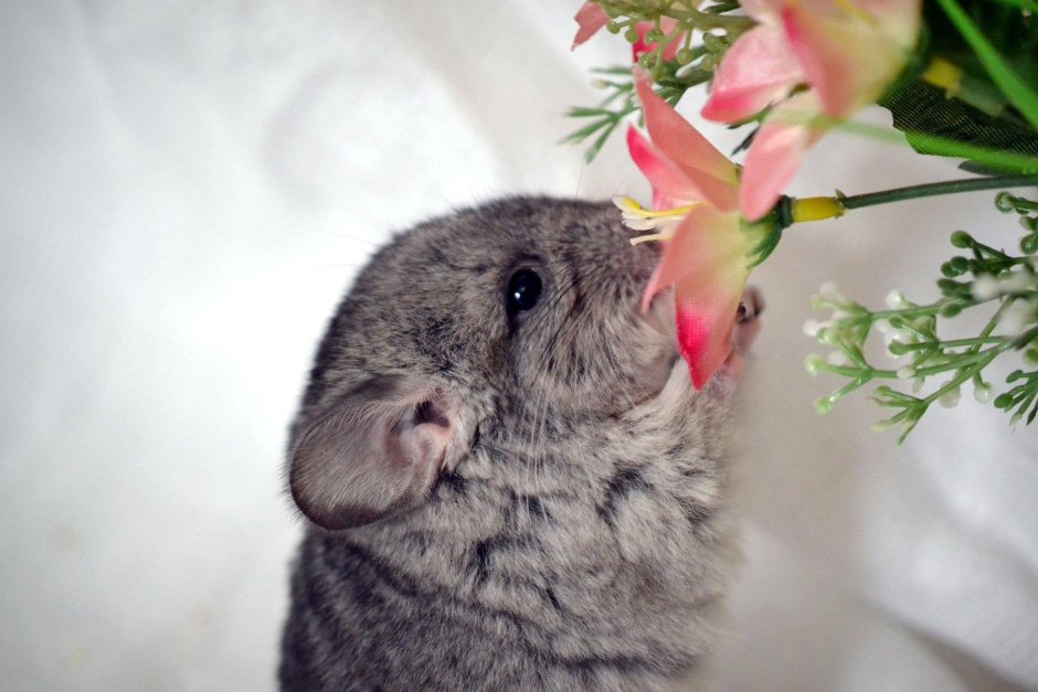 Шиншилла обои