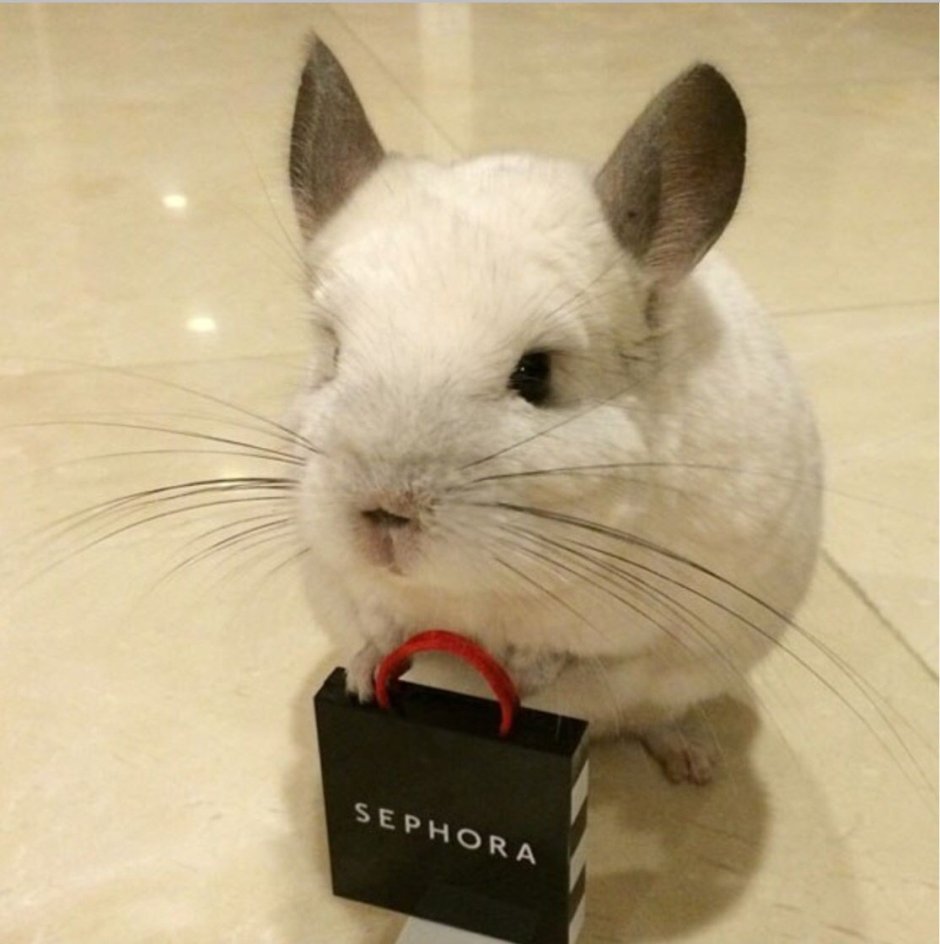 Счастливая шиншилла