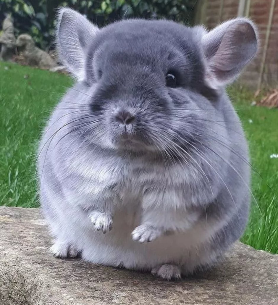 Шиншилла агути