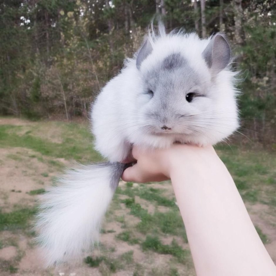 Pets шиншиллы