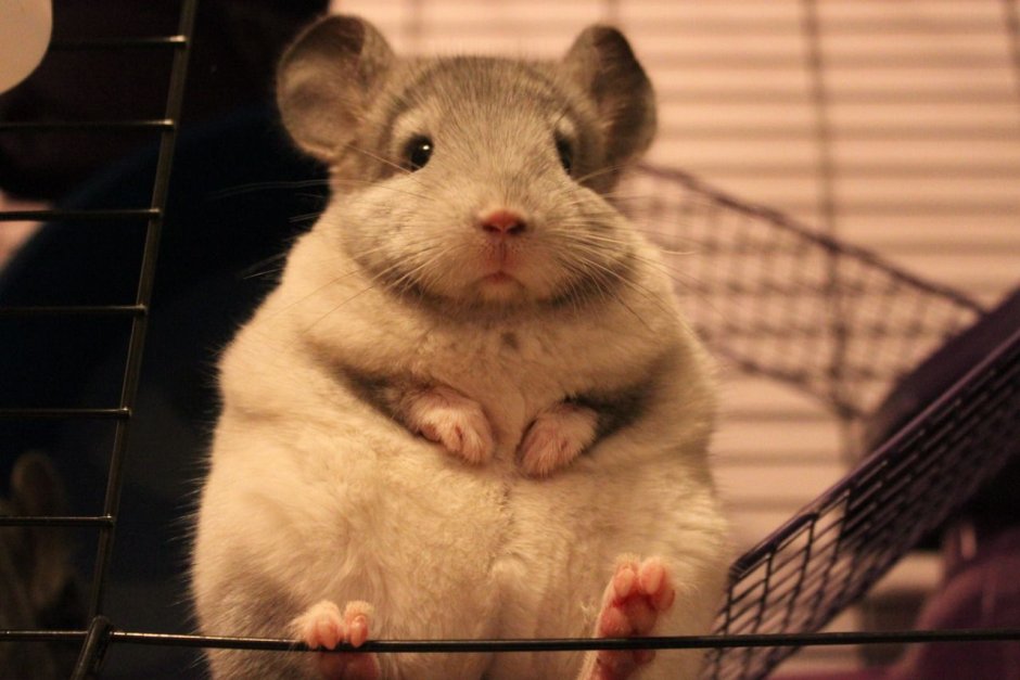 Шиншиллёнок зевает