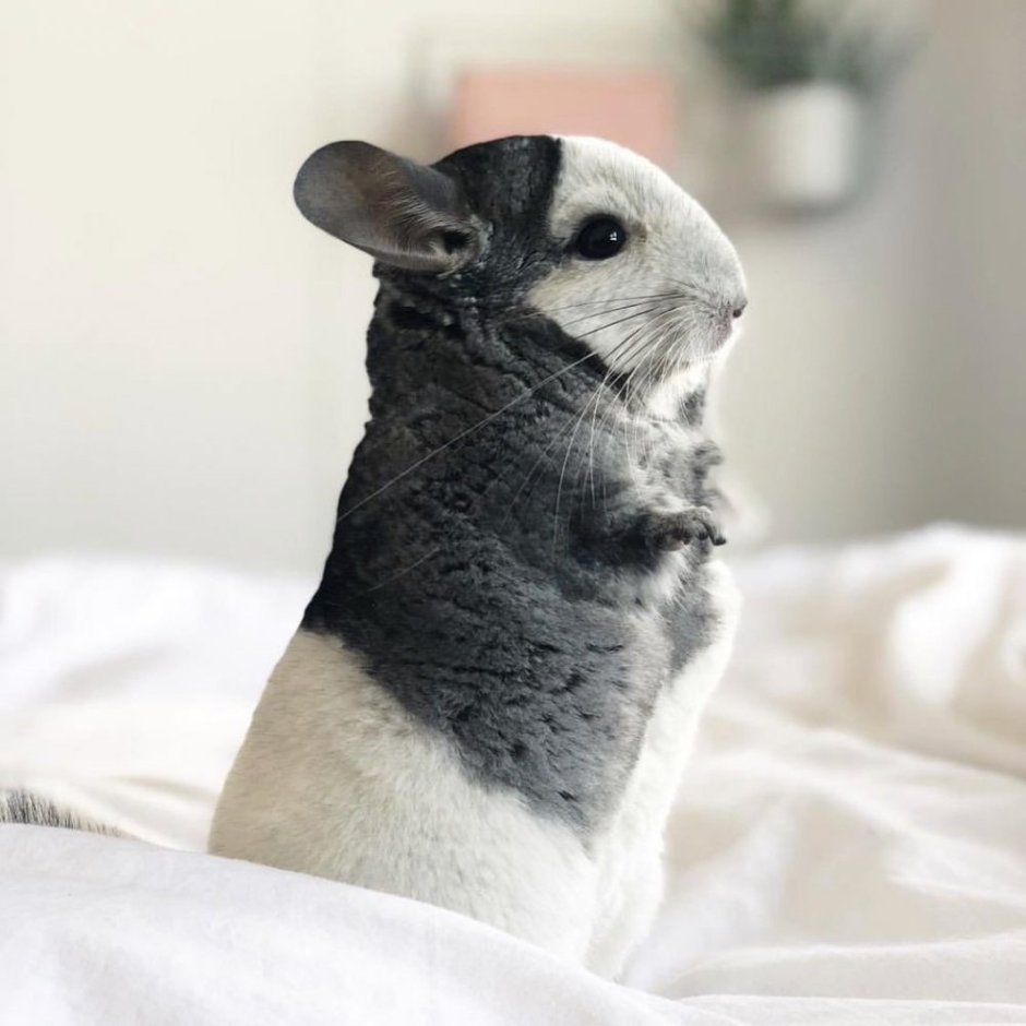 Шиншилла милая