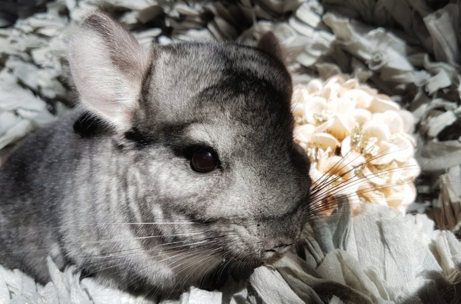 Малая длиннохвостая шиншилла