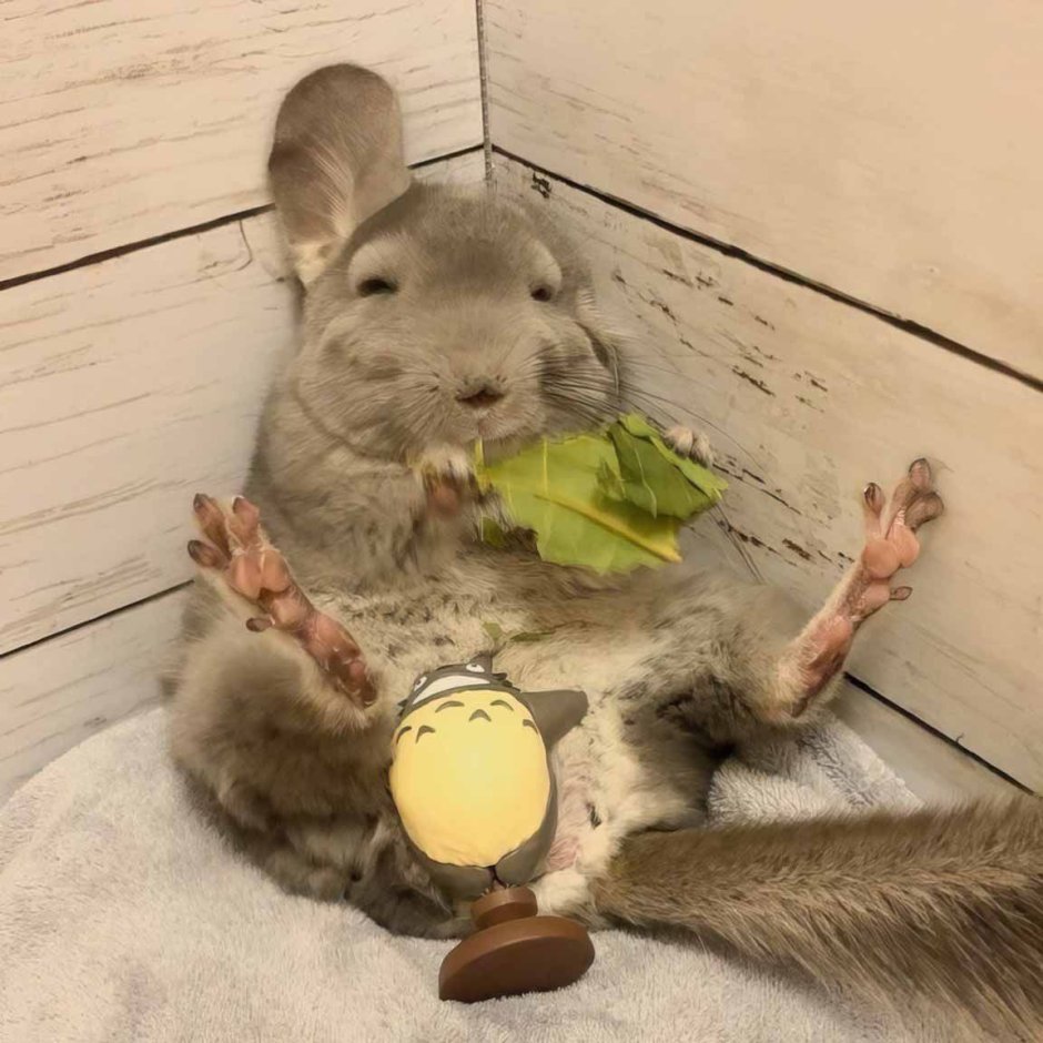 Шиншилла юмор