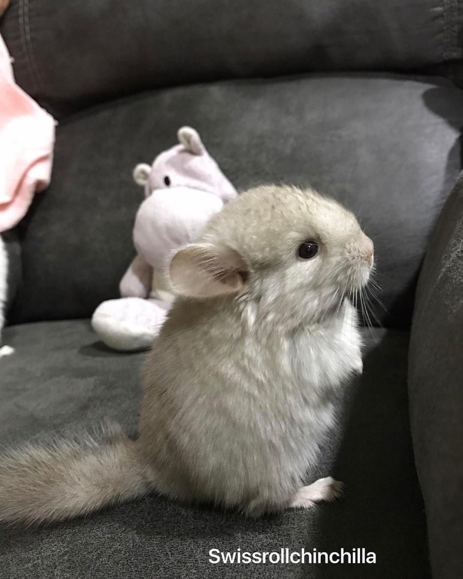 Шиншилла и хомяк