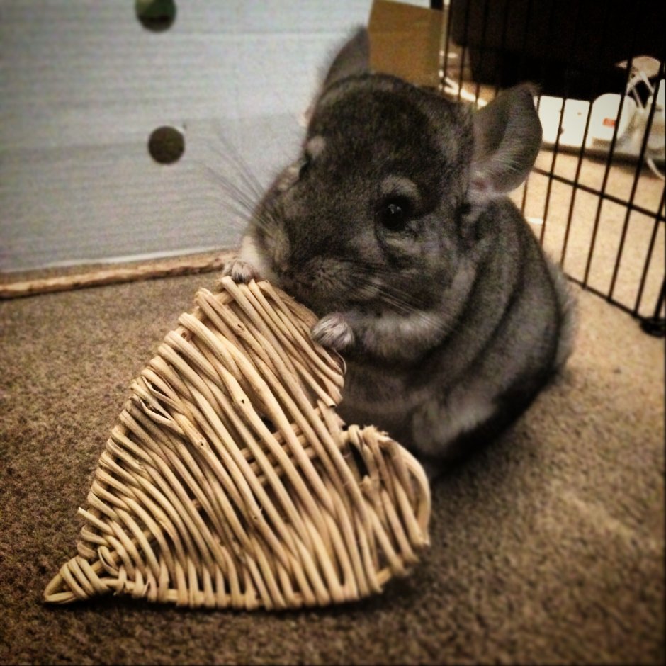 Береговая шиншилла