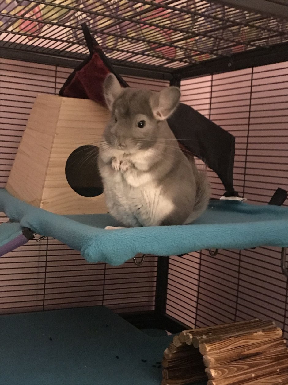 Шиншилловая крыса