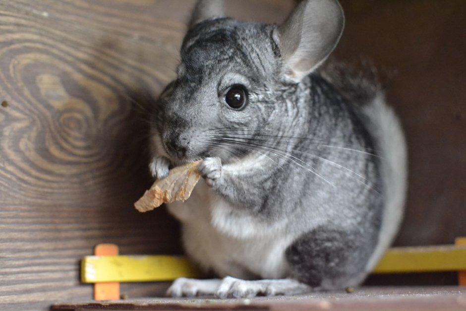 Шиншилла домашняя