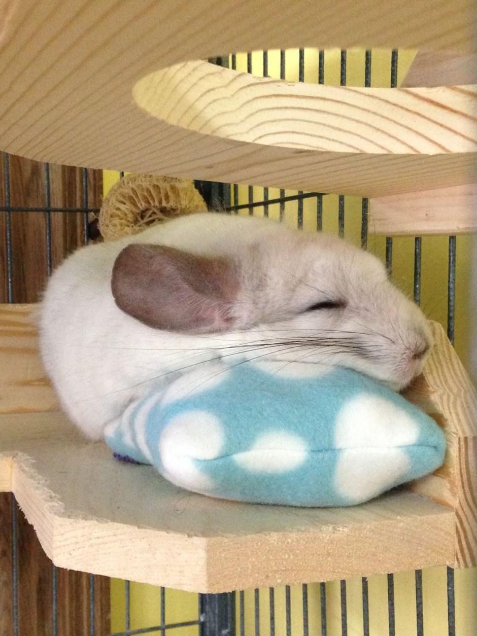 Сонная шиншилла