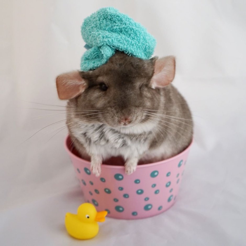 Милые шиншиллы в костюмчиках