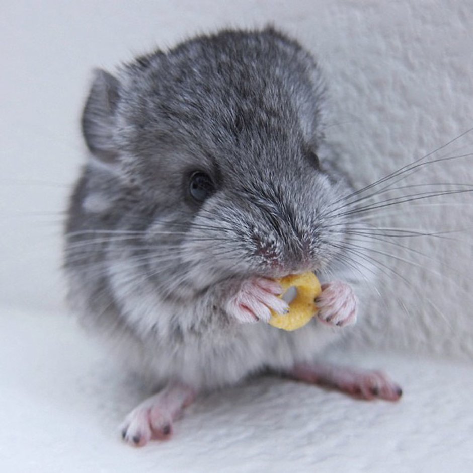 Шиншилла джунгарская