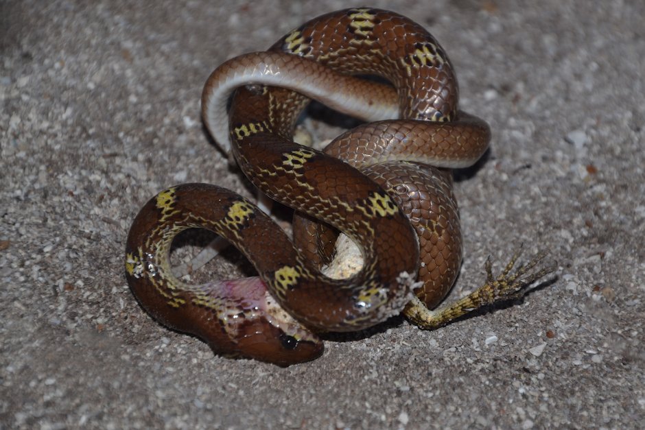 Змеи на Мальдивах Сухопутные