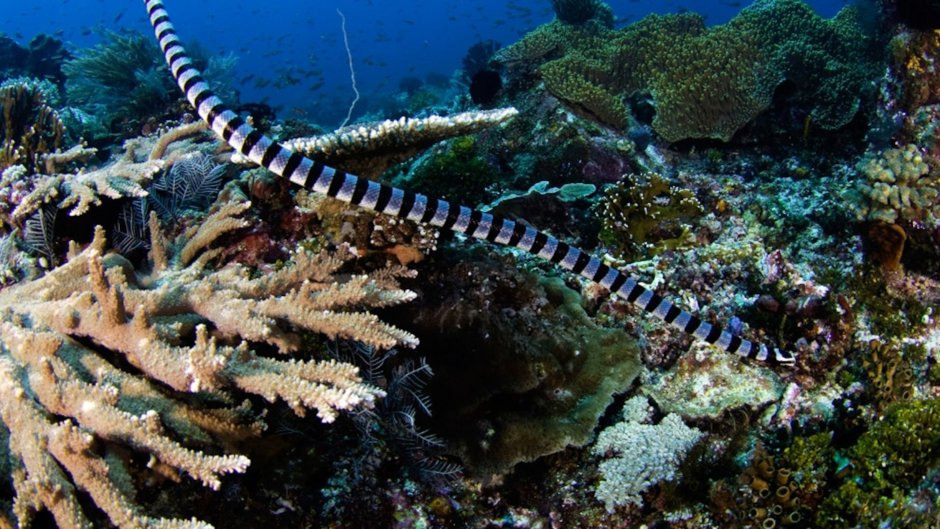 Ужевидный морской Крайт