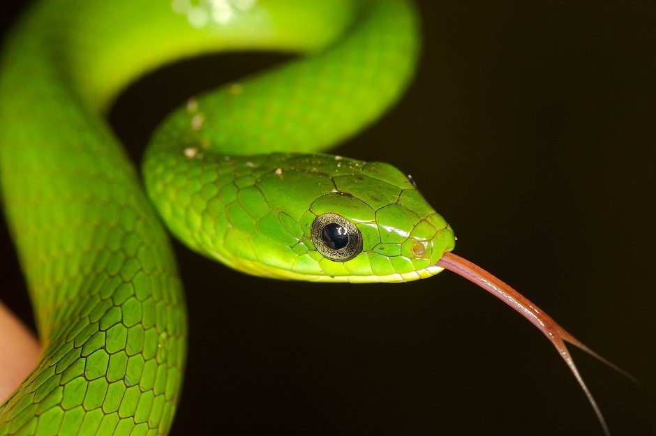 Зеленые змеи