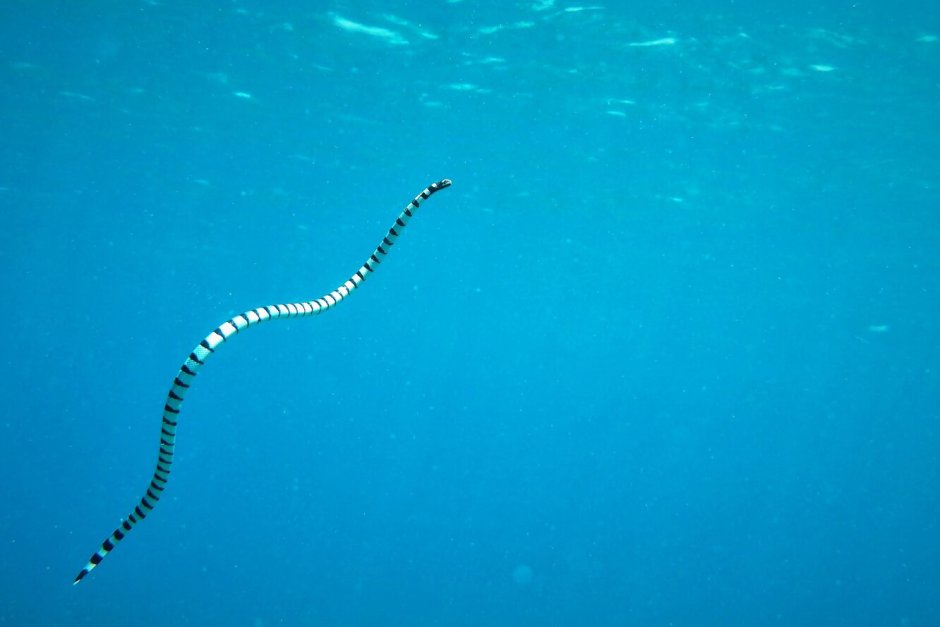 Морская змея Желтогубый плоскохвост