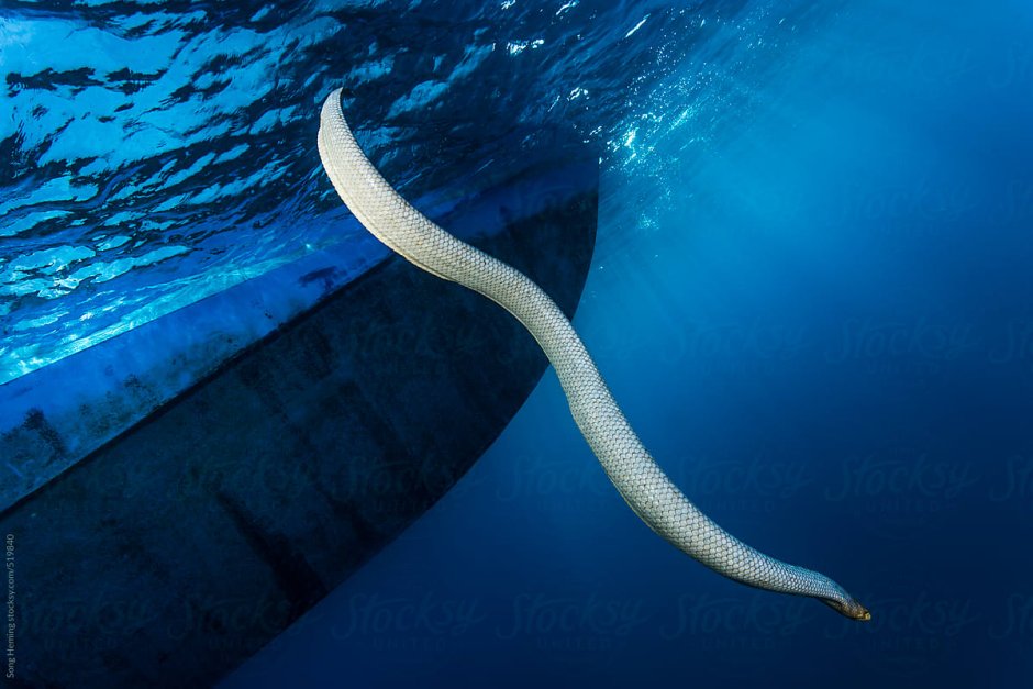 Морские змеи на Мальдивах