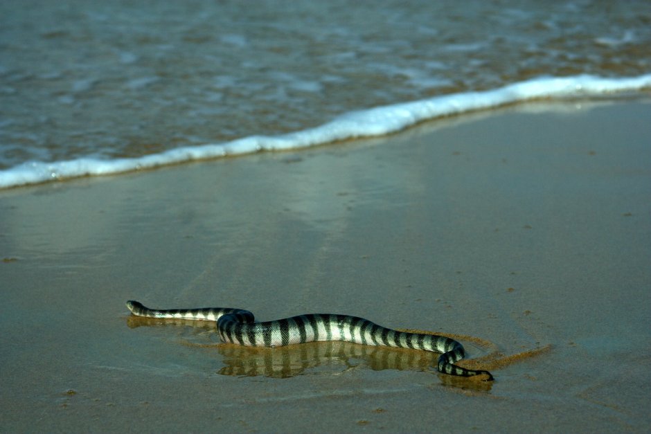 Коротконосая морская змея