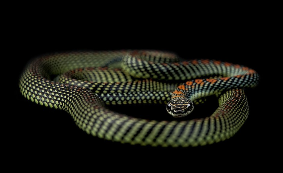 Серпантин змея