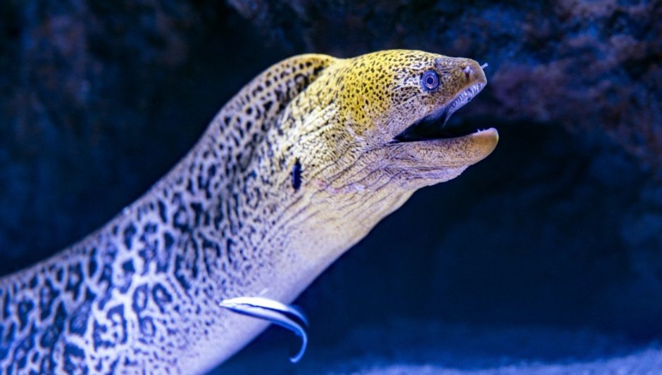 Мурены угреобразные