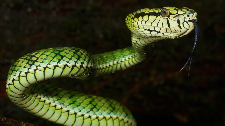 Королевская гадюка