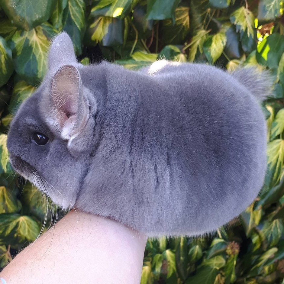 Шиншилла бархатный эбони