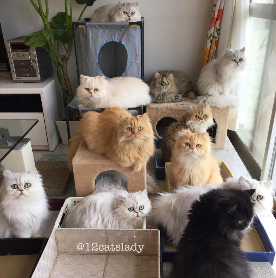 Дюжина котов