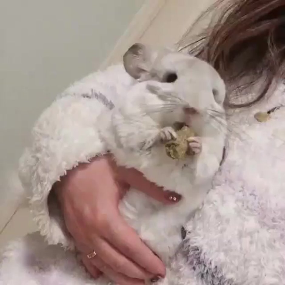 Шиншилла с сумочкой Рождество держут за уши