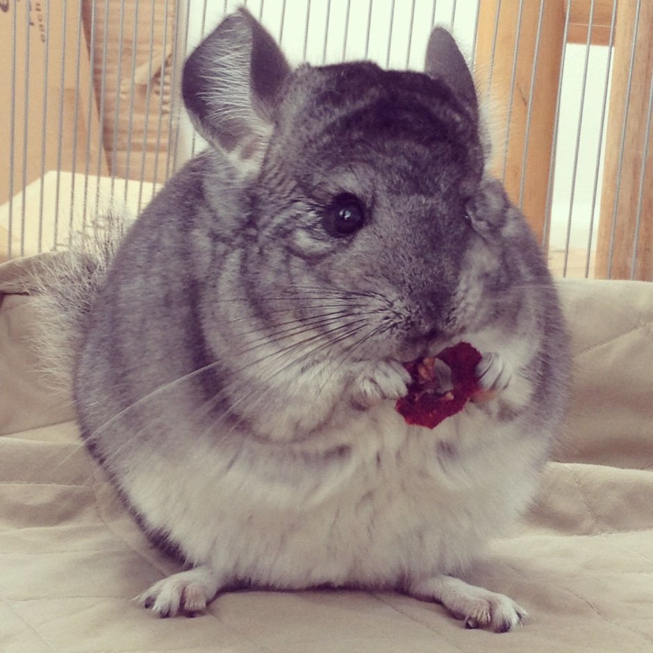 Бежевая Тауэра шиншилла