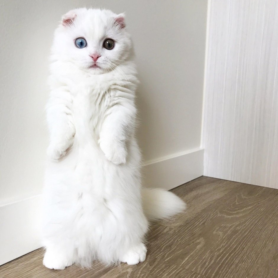 Манчкин кот