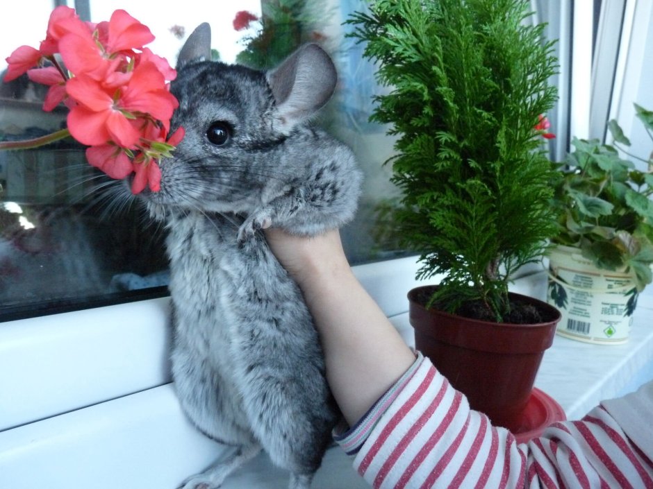 Мохнатая шиншилла