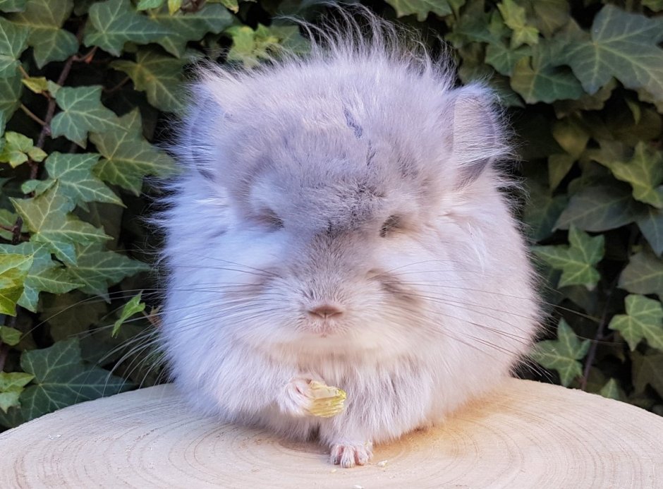 Королевская шиншилла