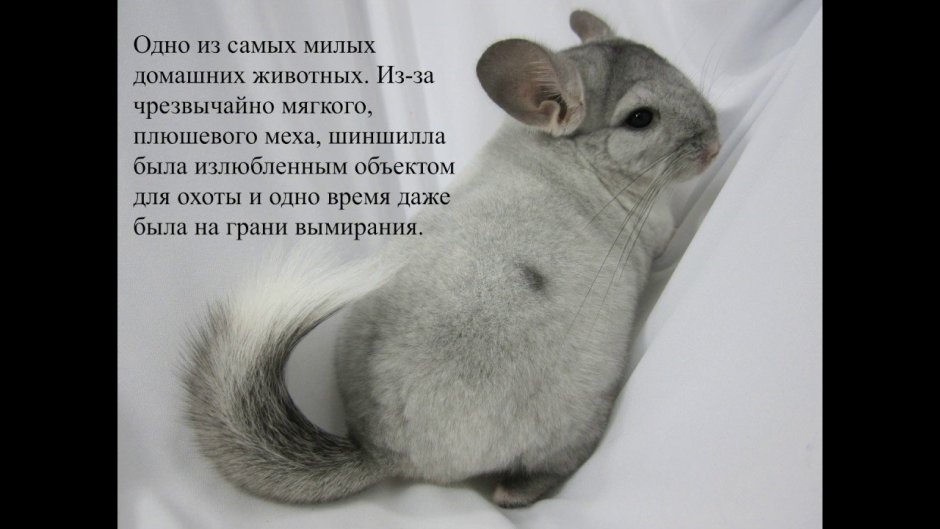 Шиншилла характер человека