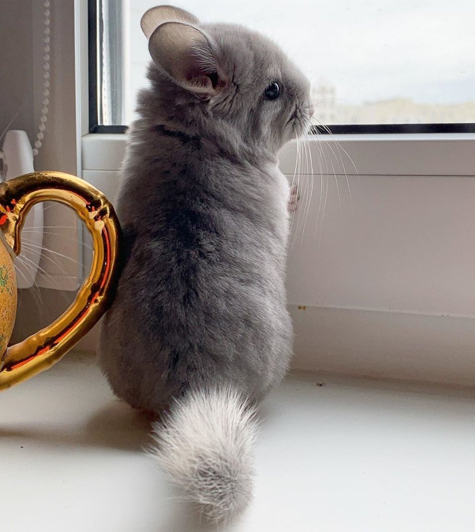 Австралийская шиншилла