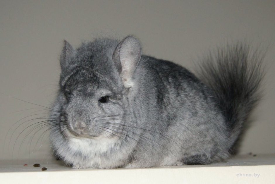 Шиншилла стандарт ангора