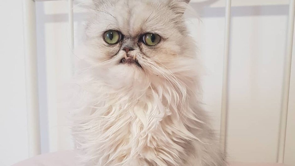 Персидская шиншилла Вилфред