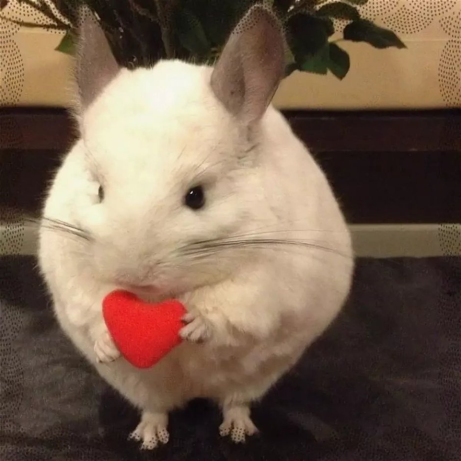 Селфи с шиншиллой