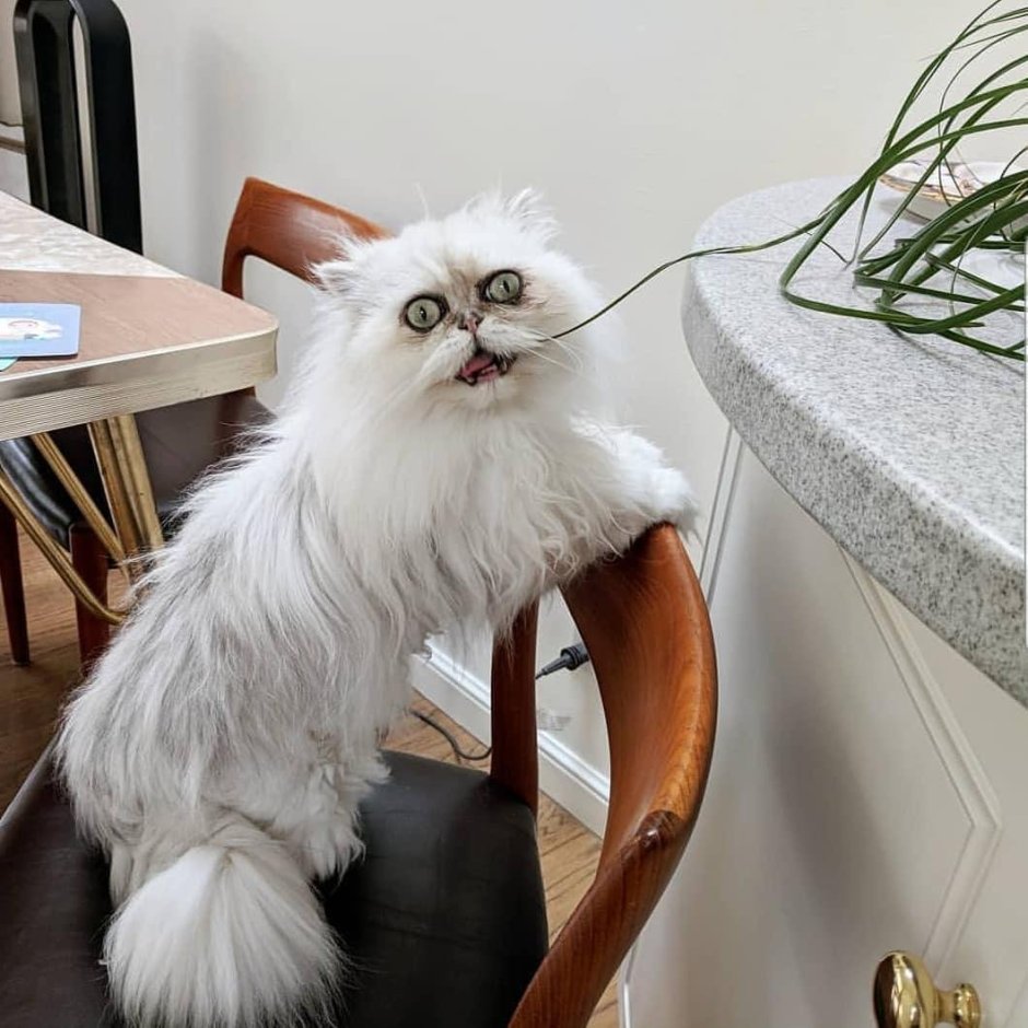 Кот Персидская шиншилла Вилфред