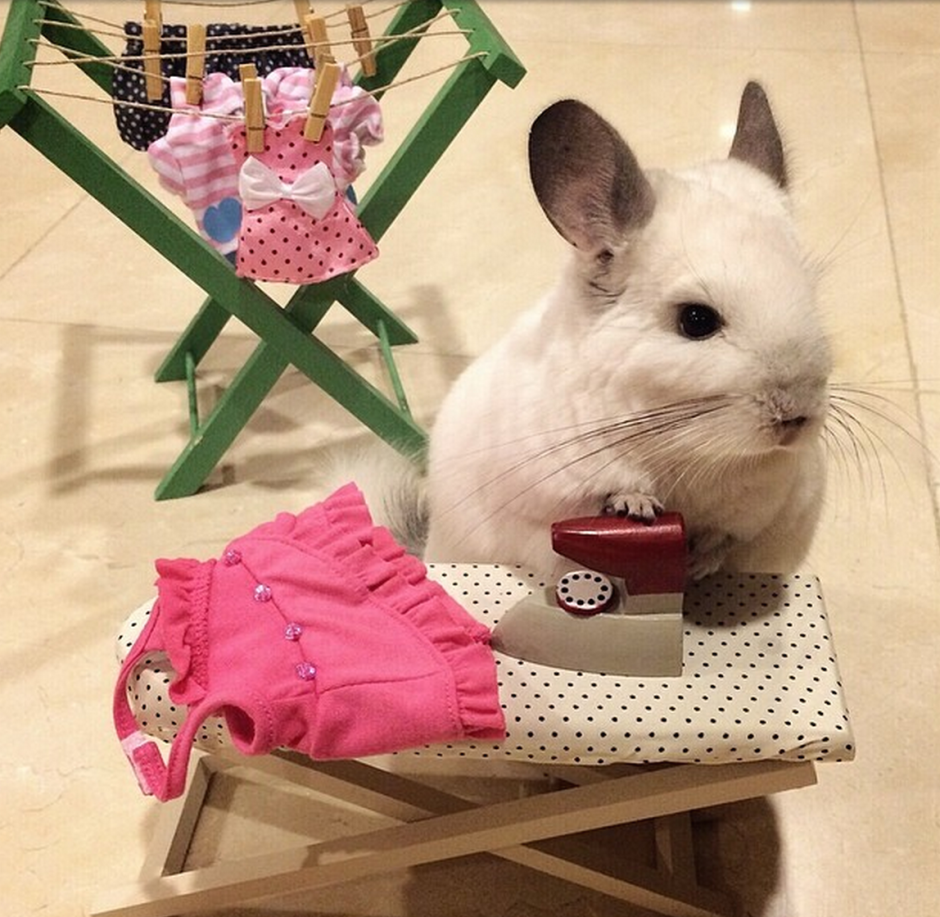 Смешные шиншиллы