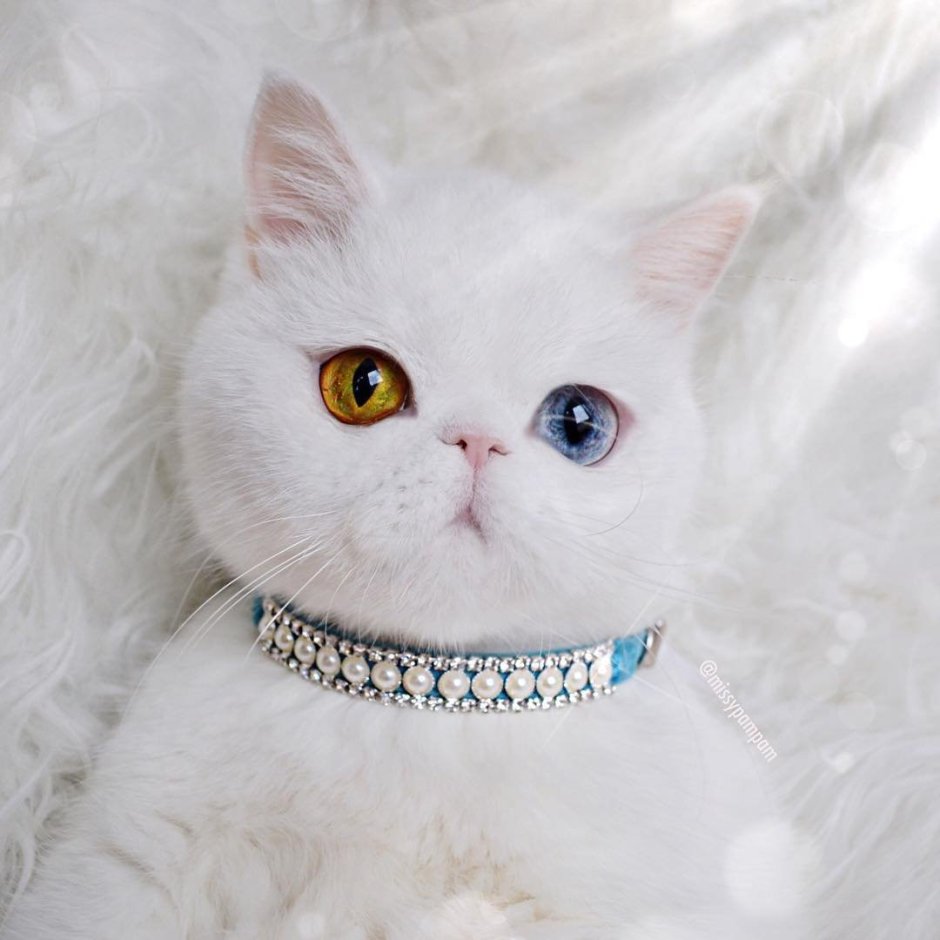 Кошка белая