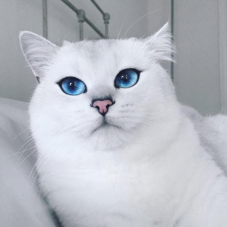 Британская шиншилла Коби